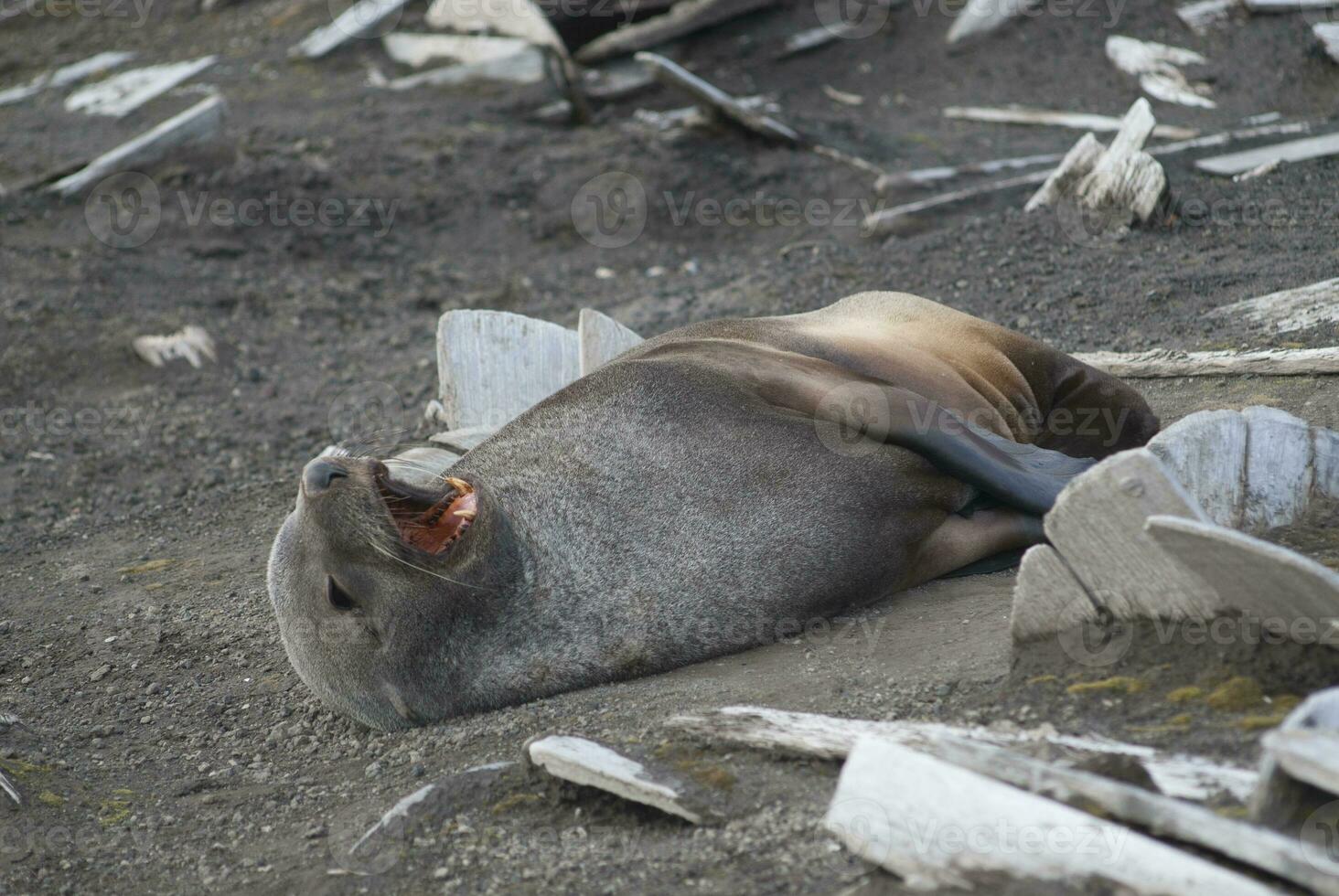 Antarktis Pelz Sealarctophoca Gazella, ein Strand, antartisch Halbinsel. foto