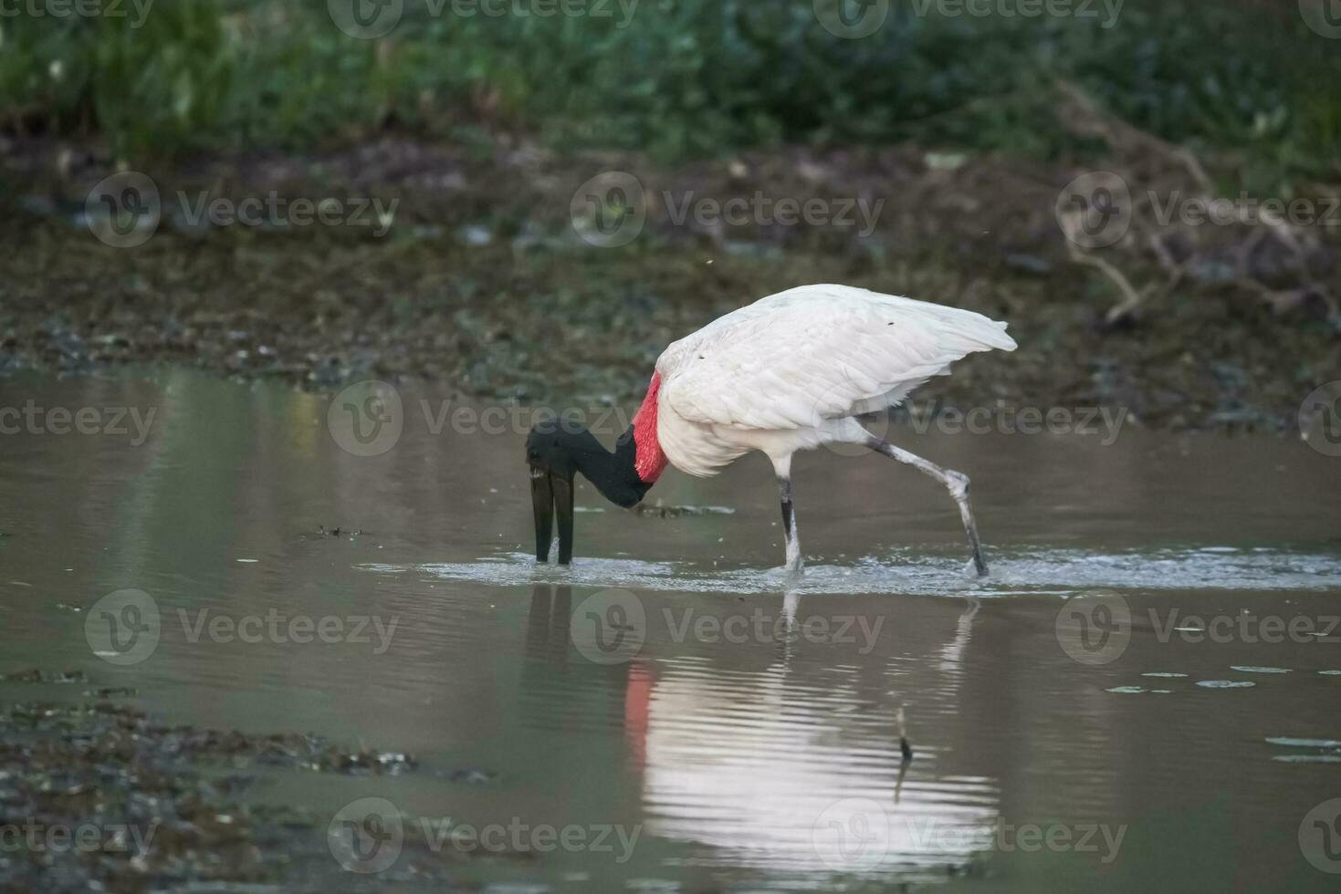 jabiru Angeln, Pantanal, Brasilien foto