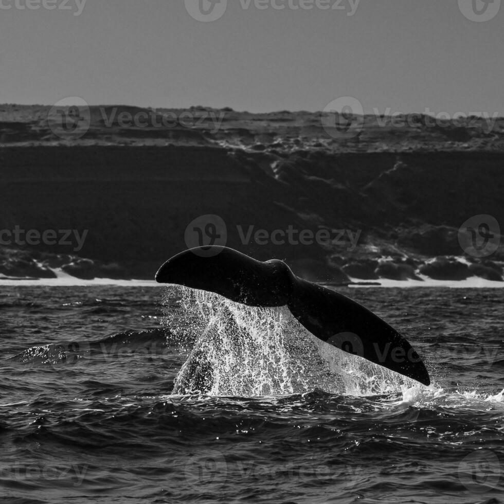 sohutern richtig Wal Schwanz Lobtailing, gefährdet Spezies, Patagonien, Argentinien foto