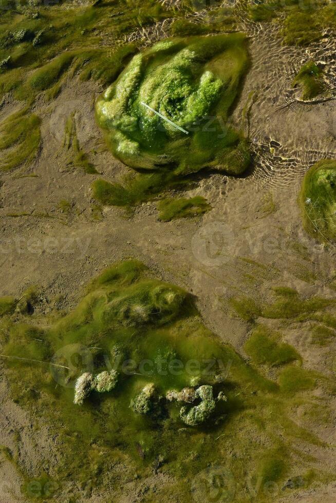 Grün Algen im Wasser- Umgebung , Patagonien, Argentinien. foto