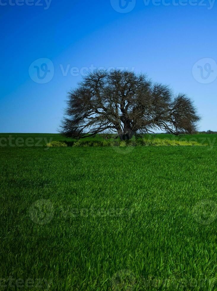 Frühling Jahreszeit Landschaft, la Pampa foto