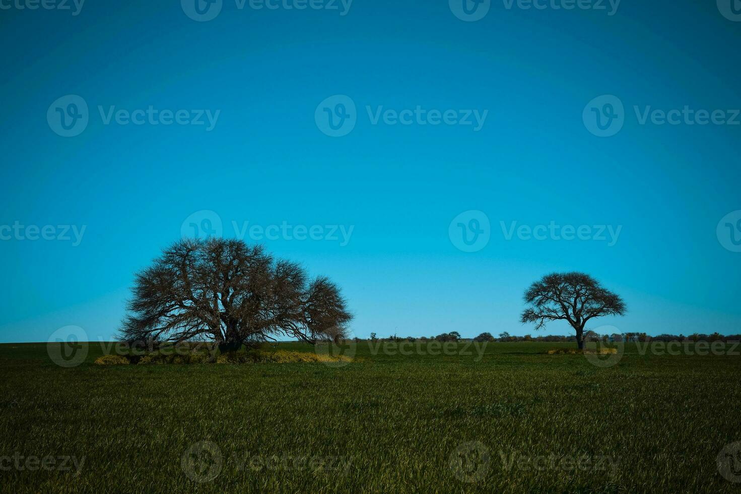 bunt Landschaft, Pampas, Argentinien foto