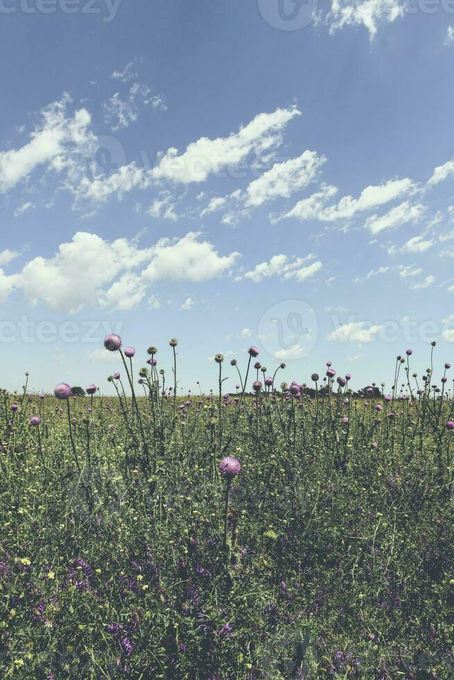 blumig Sommer- Landschaft foto