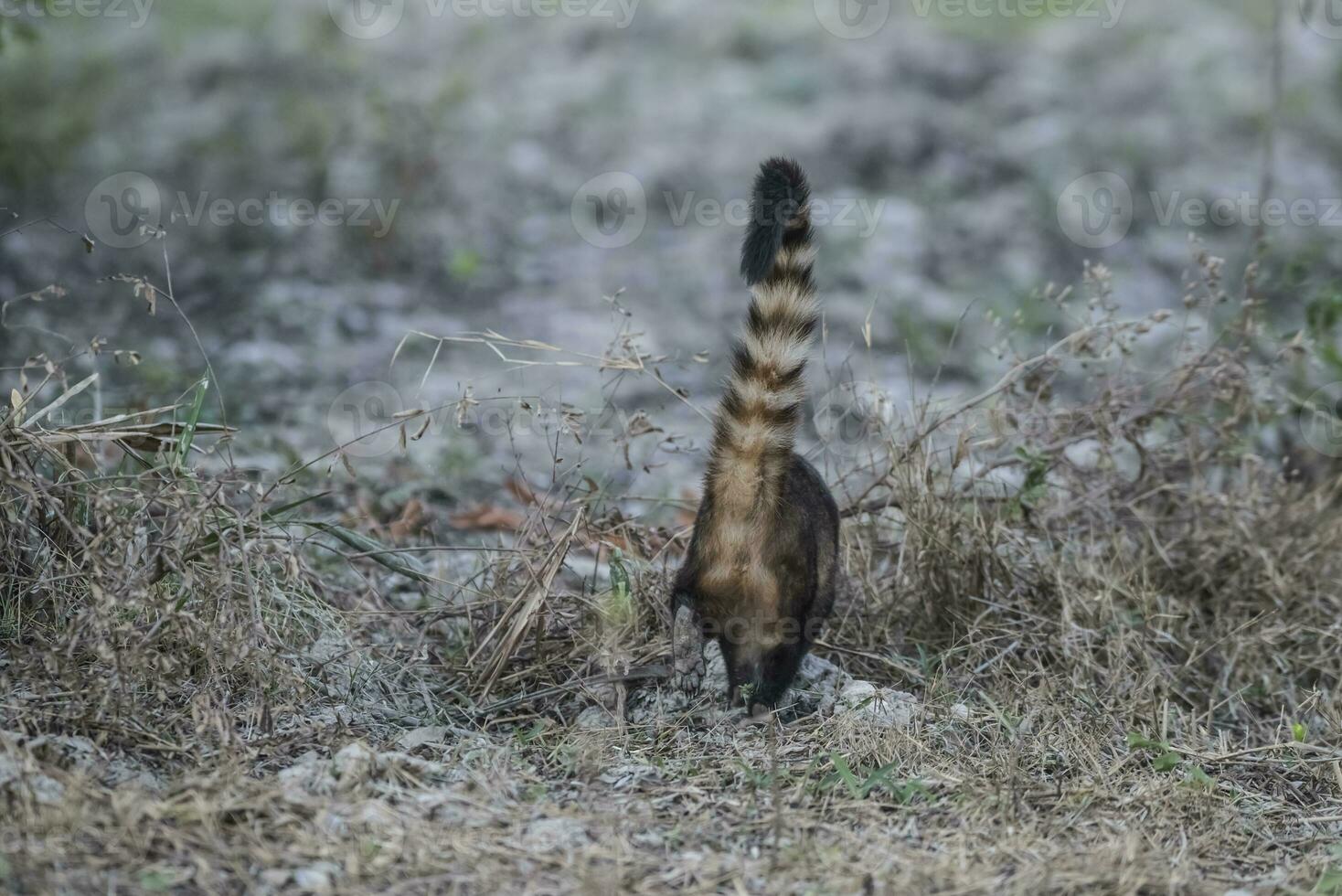 Süd amerikanisch Nasenbär, hinten Aussicht, Pantanal, Brasilien foto