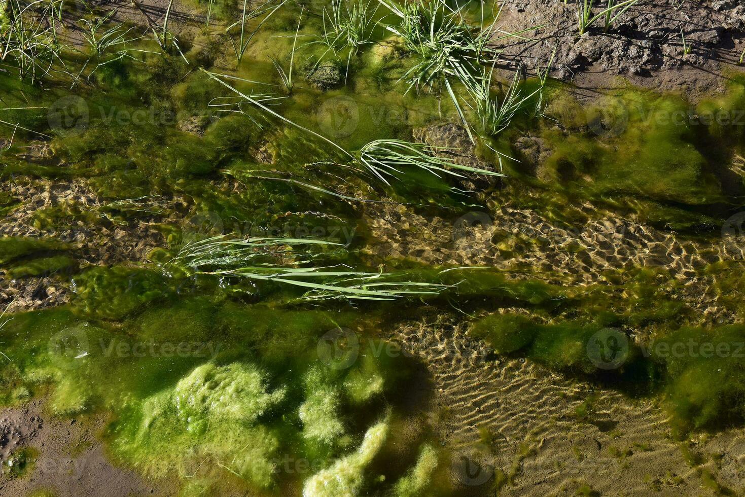 Grün Algen im Wasser- Umgebung , Patagonien, Argentinien. foto