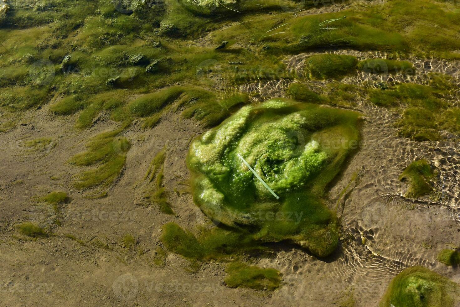 Grün Algen im Wasser- Umgebung , Patagonien, Argentinien. foto