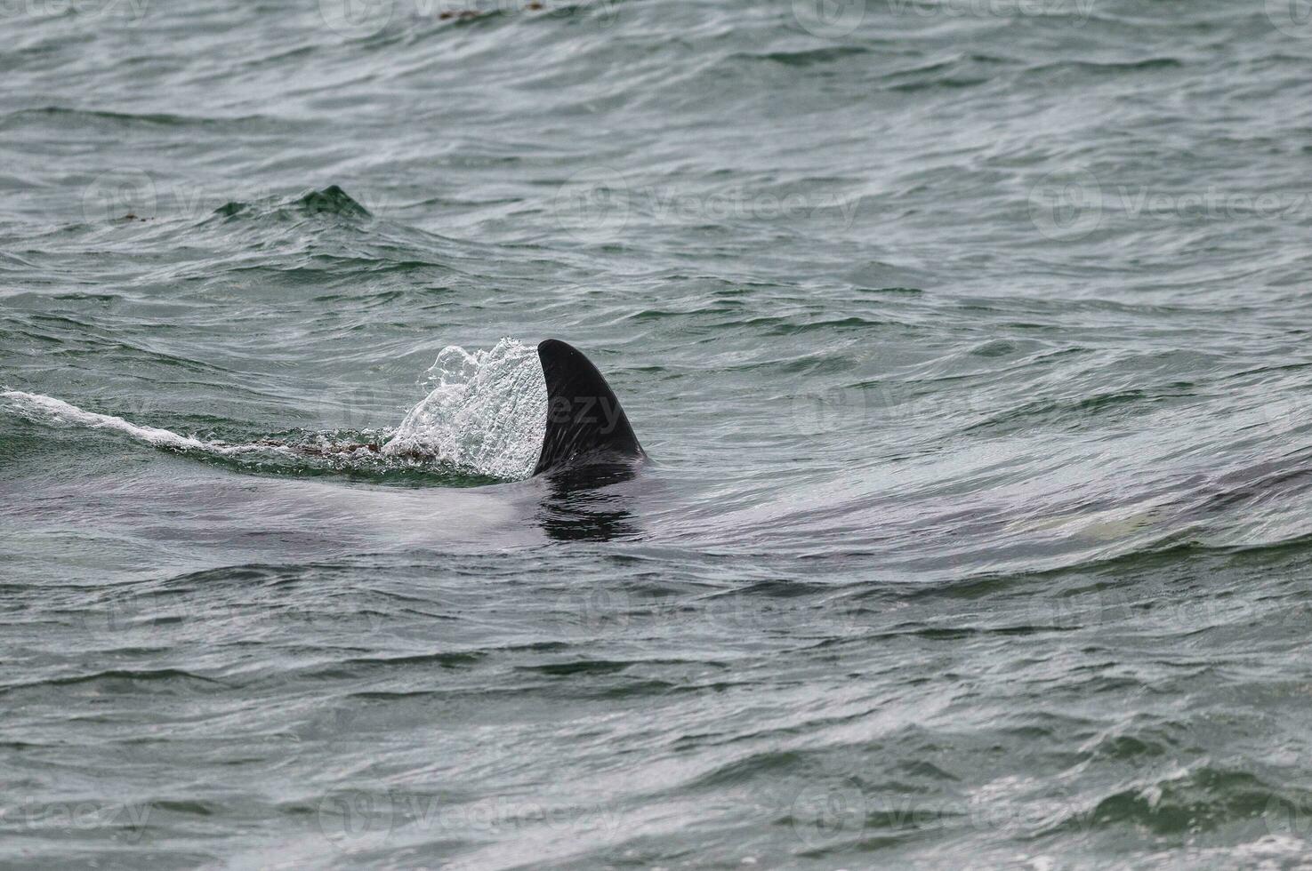 Mörder Wal auf das Oberfläche, Halbinsel Valdes, Patagonien, Argentinien. foto