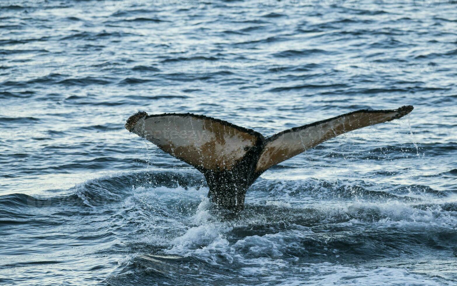 Buckel Wal Tauchen, Megaptera Novaeangliae, Antrtica. foto