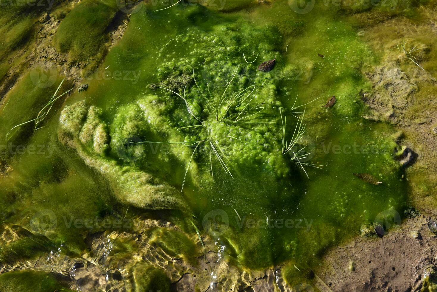 Grün Algen im Wasser- Umgebung , Patagonien, Argentinien. foto