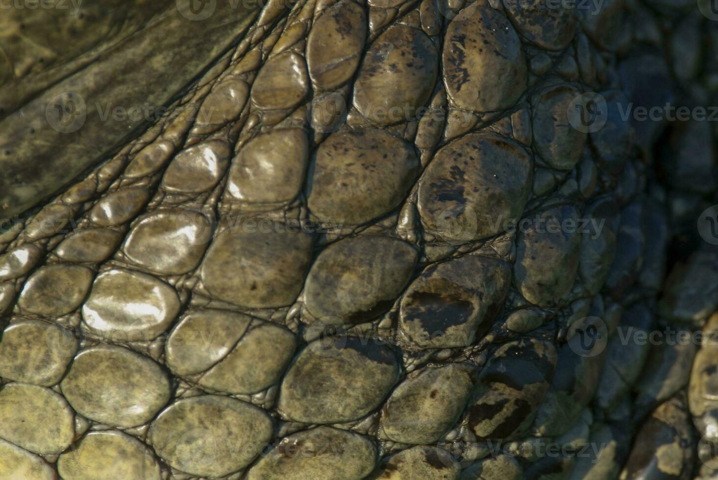 ein schließen oben Haut von ein Alligator foto