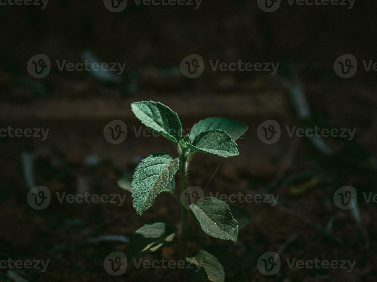 launisch Grün Pflanze von heilig Basilikum. foto