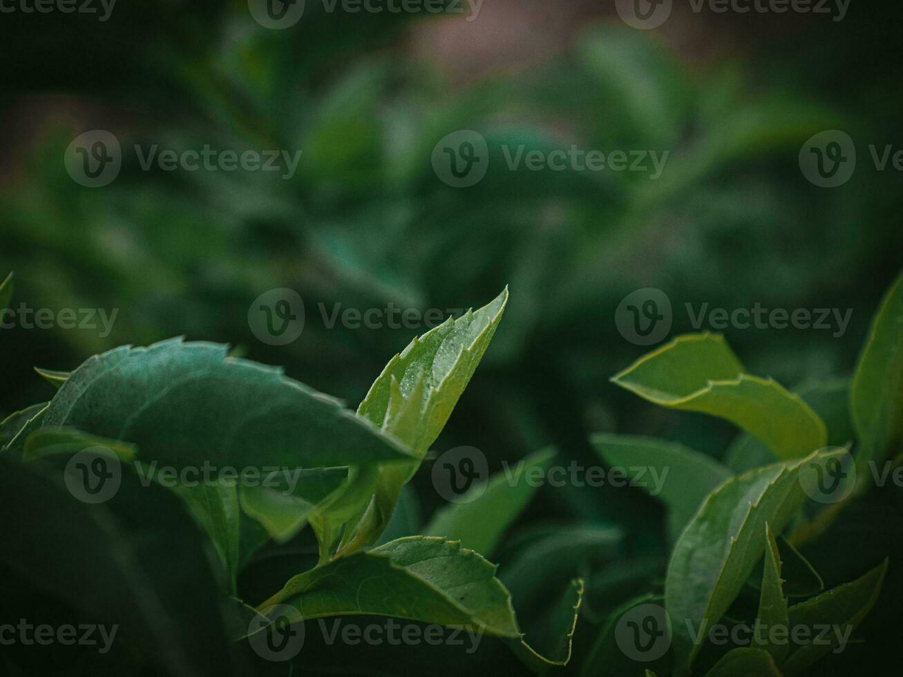 launisch Grün Blätter von golden Tautropfen. foto