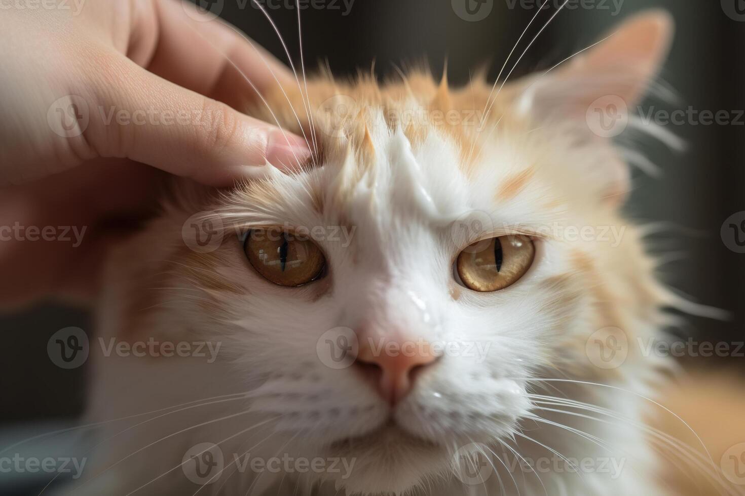 Katze Pflege, Hygiene. Baden Haustier, Hand Waschen Kopf von traurig Tier. generativ ai foto