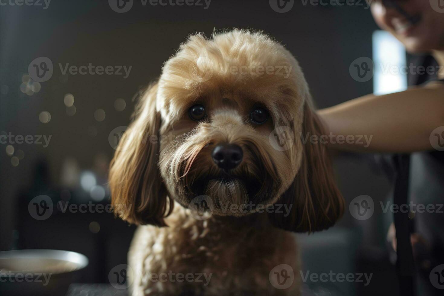 Pflege Bedienung zum Haustier. Porträt von süß flauschige Hund suchen beim Kamera, Friseur Schneiden Tiere Haar. generativ ai foto