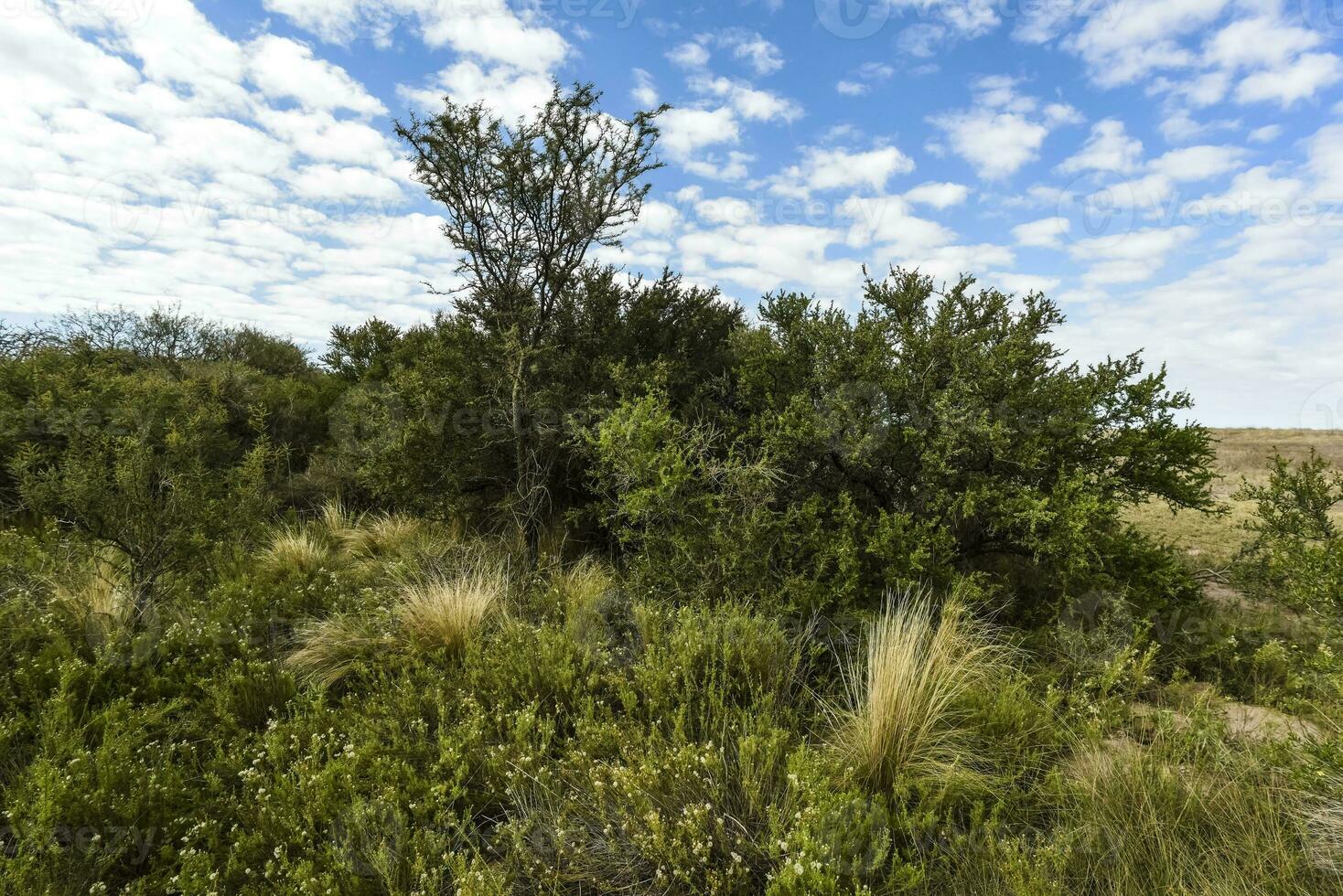 calden Wald Landschaft, la Pampa Provinz, Patagonien, Argentinien. foto