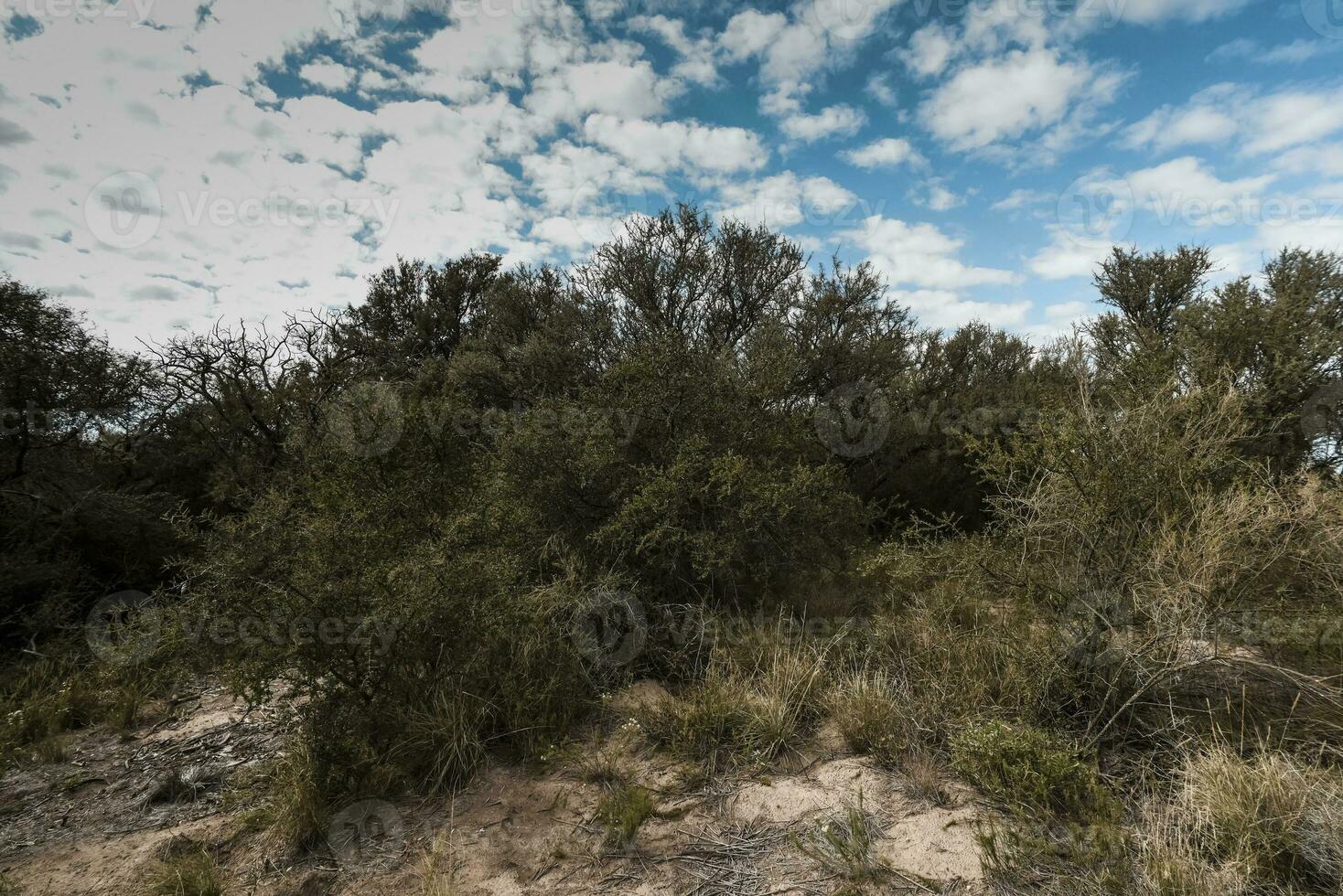 calden Wald Landschaft, la Pampa Provinz, Patagonien, Argentinien. foto