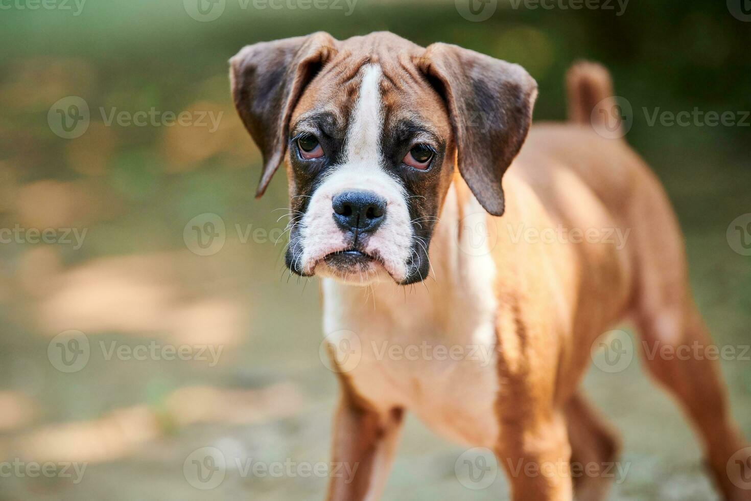 Boxer Hund Hündchen Gesicht schließen oben beim draussen Park gehen, Grün Gras Hintergrund, komisch Boxer Hund Gesicht foto