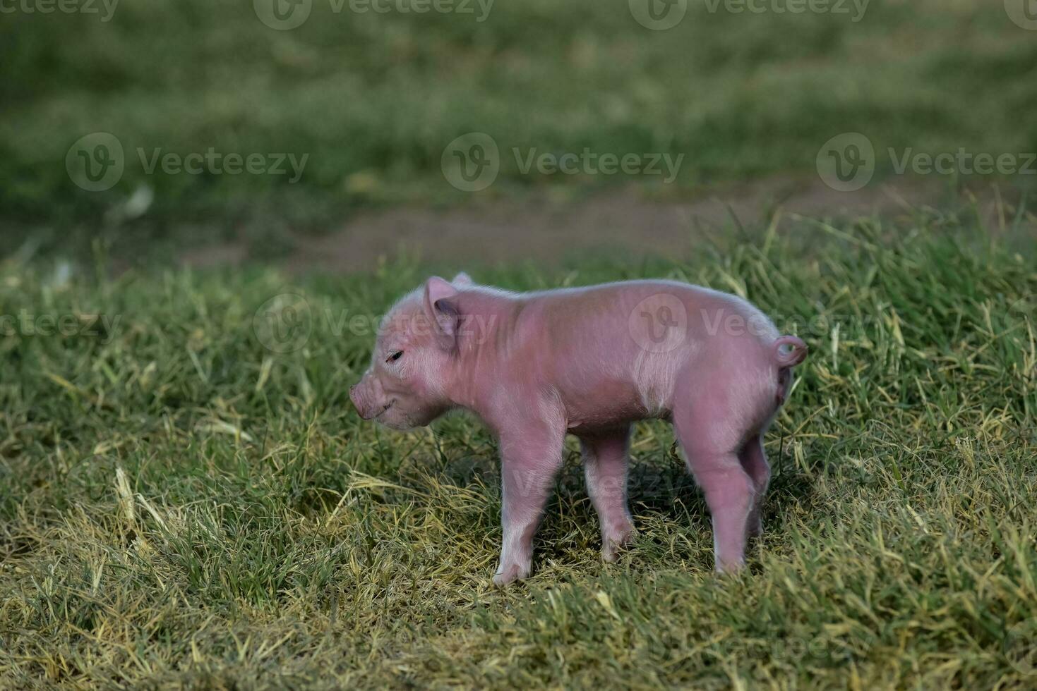 Ferkel Neugeborene Baby, im Bauernhof Landschaft. foto