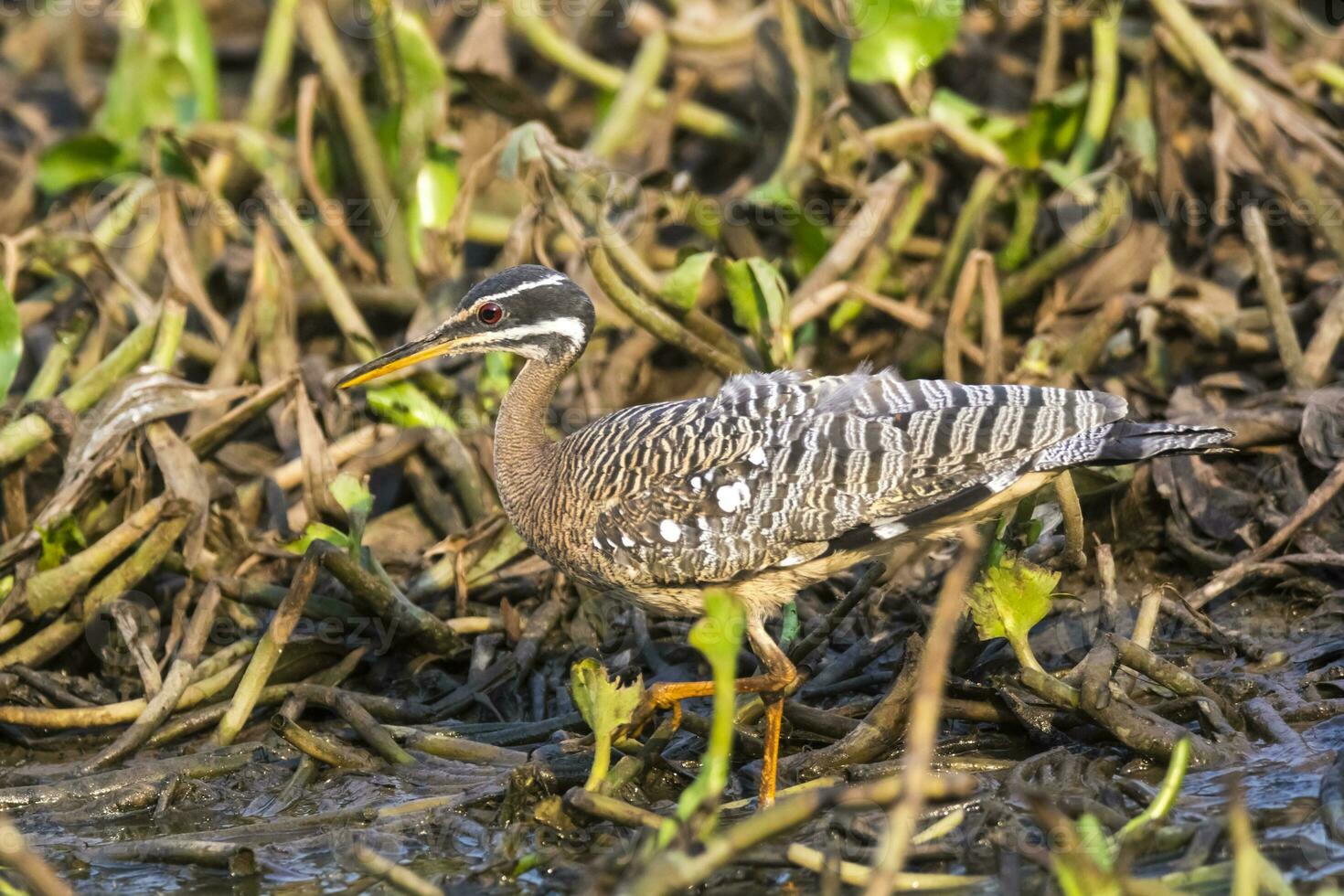 Sonnenbitter, im ein Urwald Umfeld, pantanal Brasilien foto