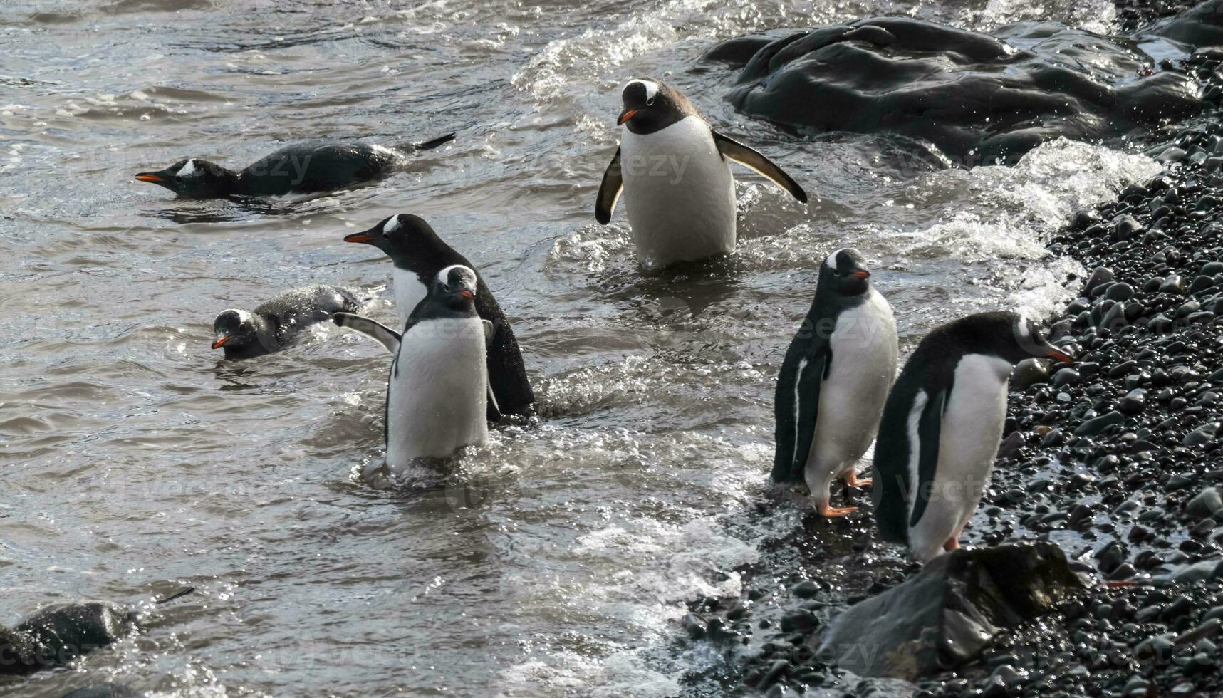 Gentoo Pinguin, Hannah Punkt, Antarktis foto