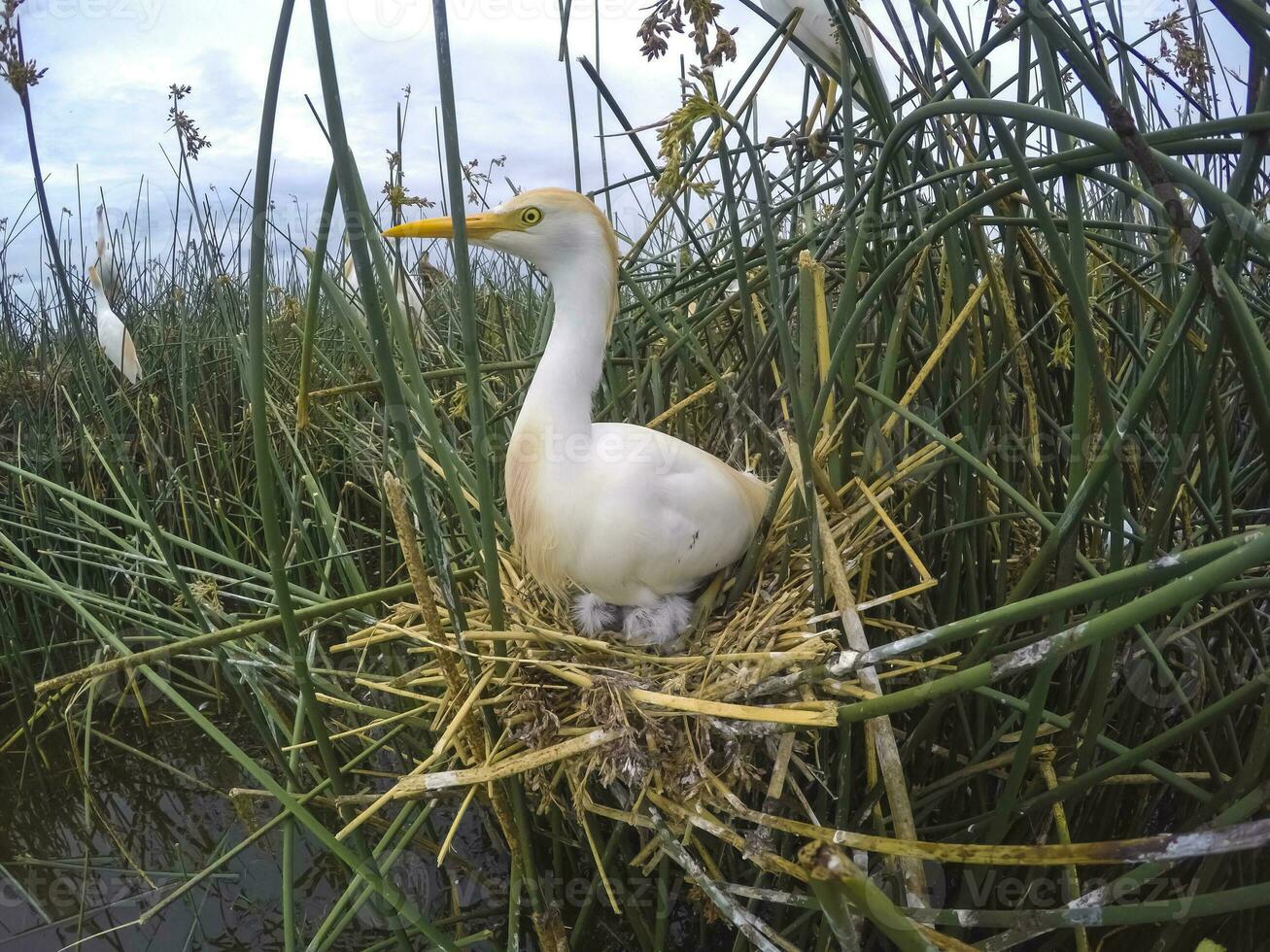 das Vieh Reiher, bubulcus Ibis, nisten, la Pampa Provinz, Patagonien, Argentinien foto