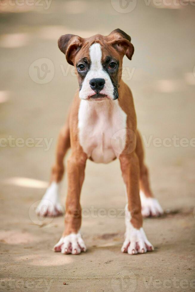 Boxer Hund Hündchen voll Höhe Porträt beim draussen Park gehen, Fußweg Hintergrund foto
