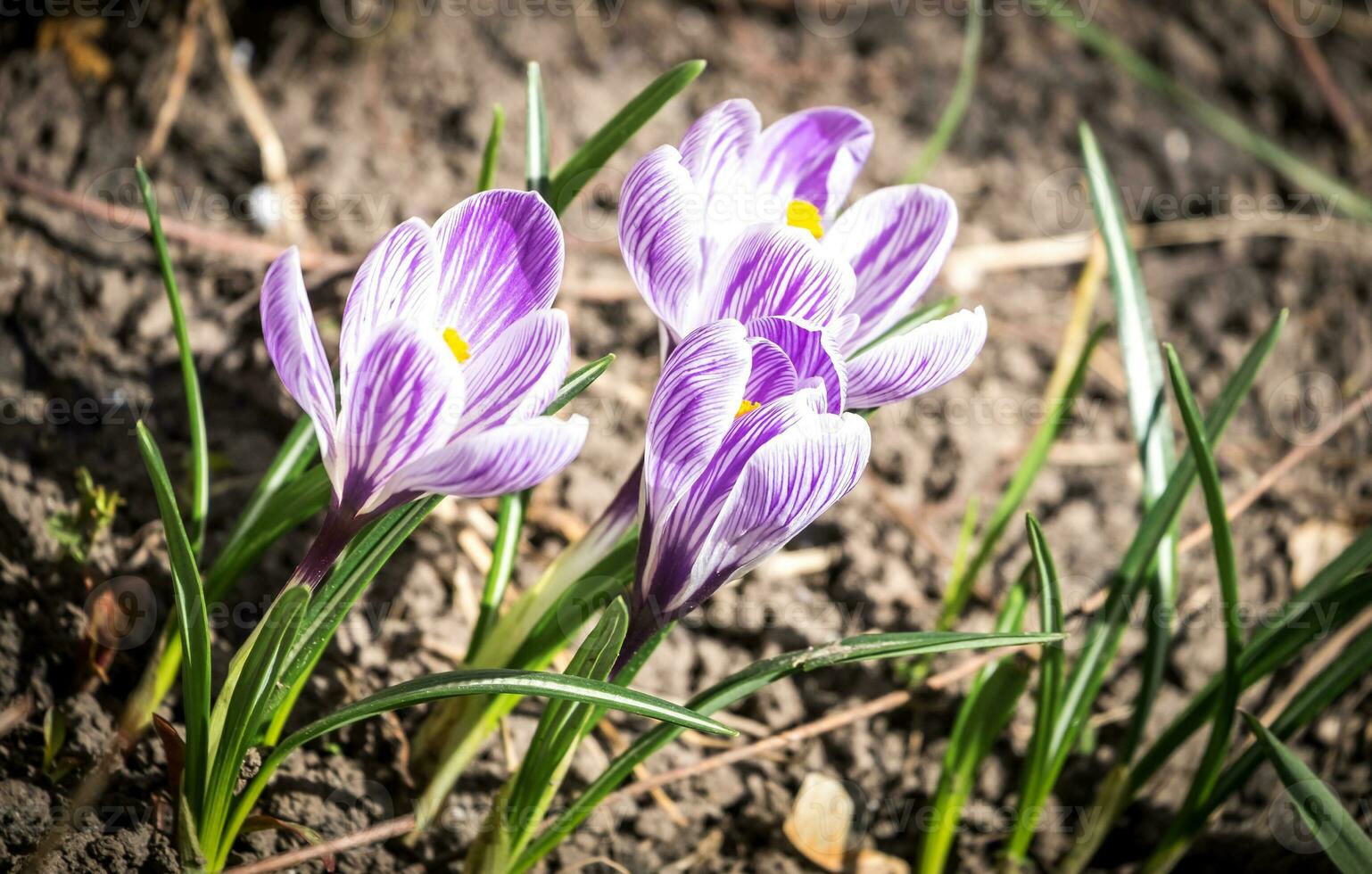 Krokus Blumen auf das Blumenbeet foto