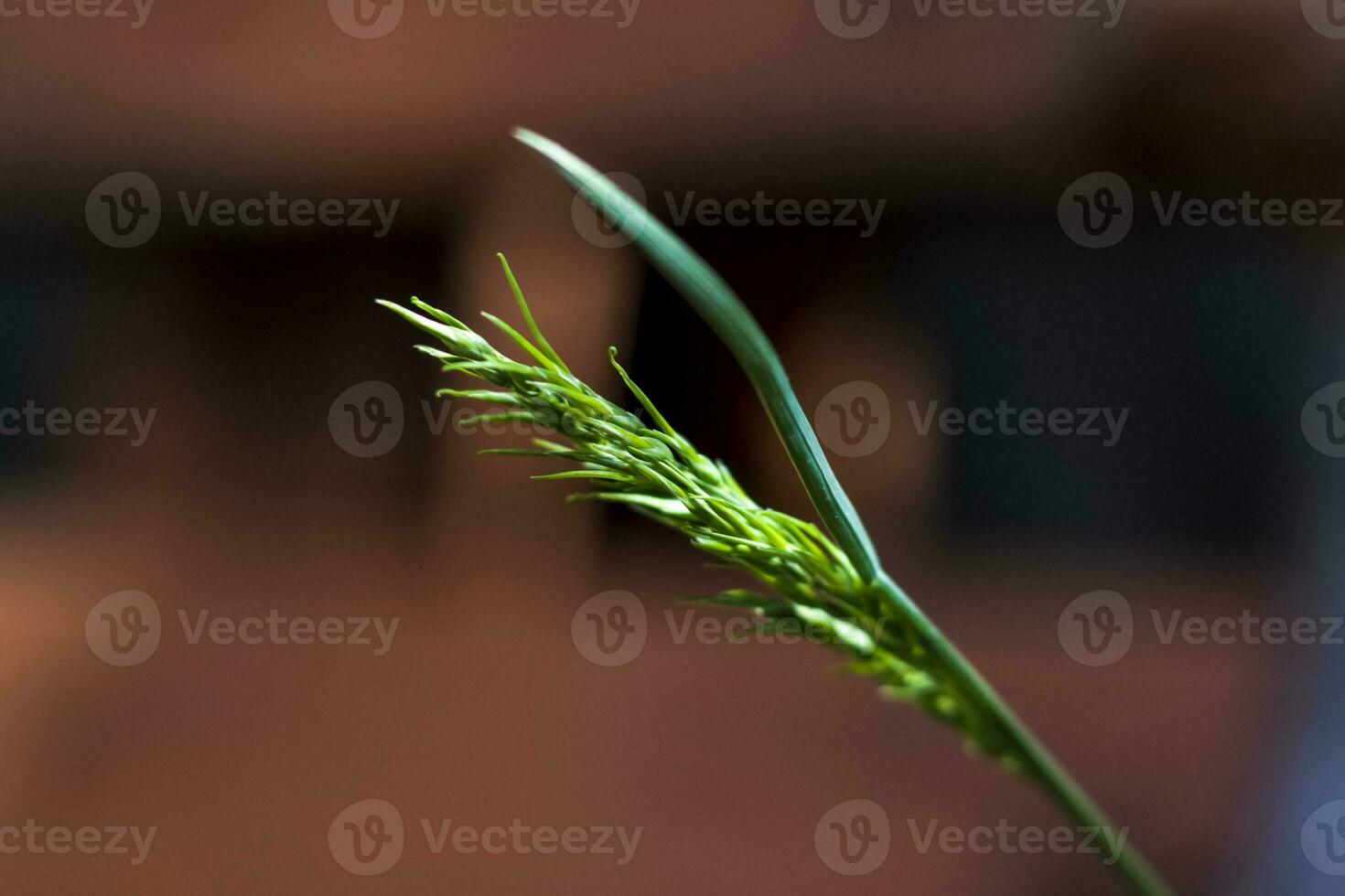 Makro Fotografie von ein Klinge von Gras auf ein leise defokussiert Hintergrund. Sanft natürlich Farben und fein Einzelheiten von das Gras. Makro Fotografie von Pflanzen. selektiv Fokus. foto