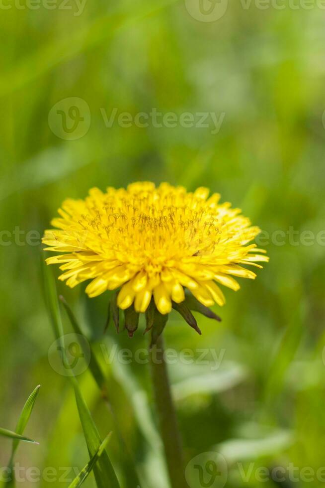 Löwenzahn im das Gras. Gelb Löwenzahn Blume. Grün Gras. Nahansicht. Frühling Grüns. Frühling Stimmung. Hintergrund zum ein Postkarte, Banner, oder Poster. foto