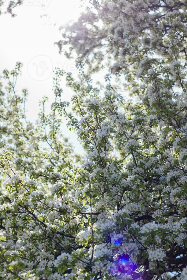 Natur im Frühling. ein Ast mit Weiß Frühling Blumen auf das Baum. ein blühen Baum. ein Blühen Landschaft Hintergrund zum ein Postkarte, Banner, oder Poster. foto