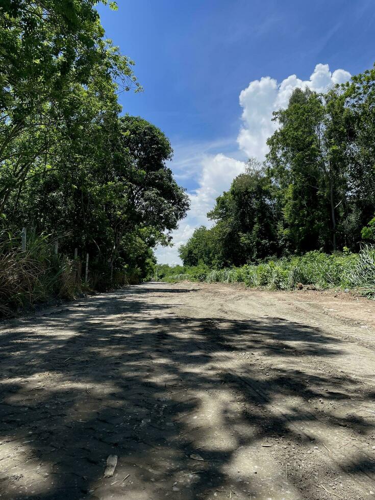 Land Straße im das Wald foto