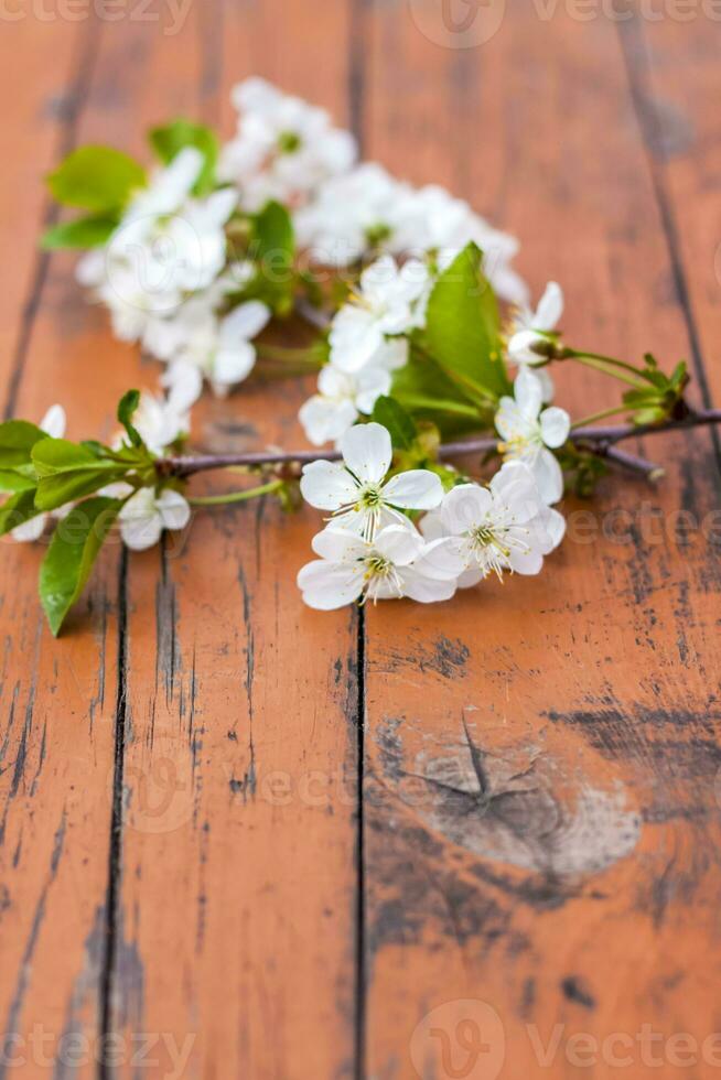 ein Zweig von Weiß Blumen auf ein dunkel, getragen rustikal hölzern Tisch. Kirsche Baum Blumen. selektiv Fokus. foto