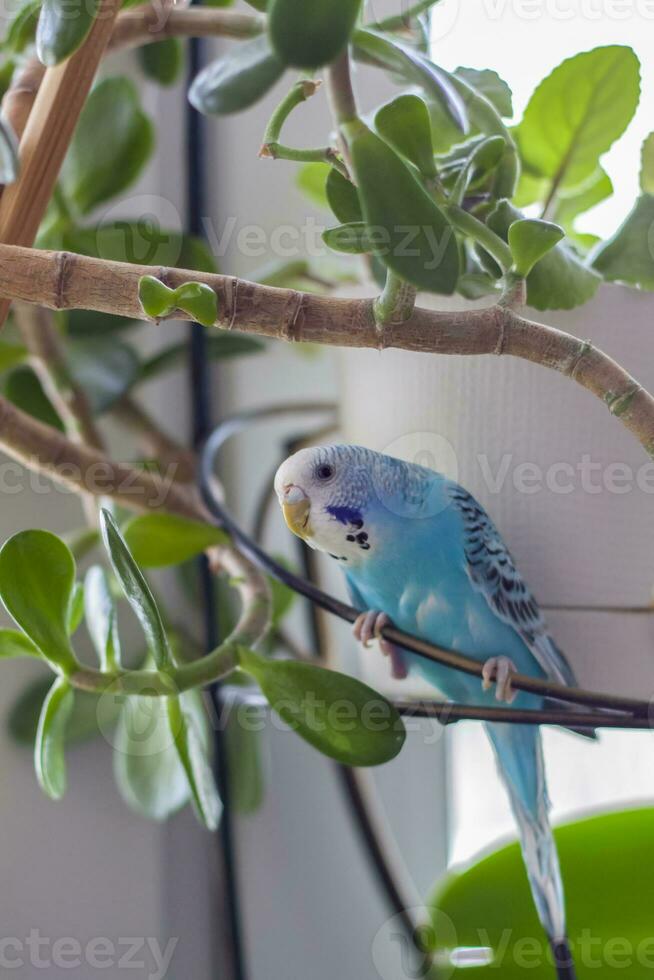 ein schön Blau Wellensittich sitzt ohne ein Käfig auf ein Haus Pflanze. tropisch Vögel beim heim. foto