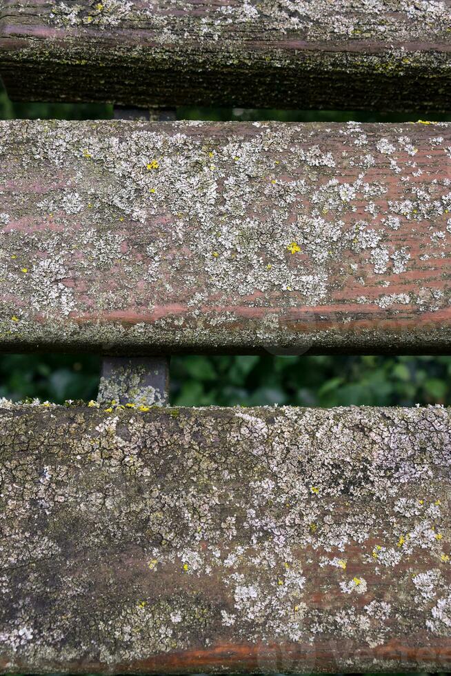 Moos Textur auf das Tafel Nahansicht. Vertikale Foto von ein hölzern alt Tafel bedeckt mit grau Moos. Moos Textur auf das Tafel Nahansicht.