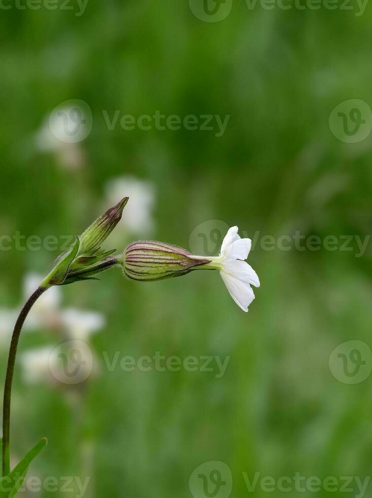 Weiß campion oder Blase Lichtnelke---silene latifolia--, Rheinland, Deutschland foto