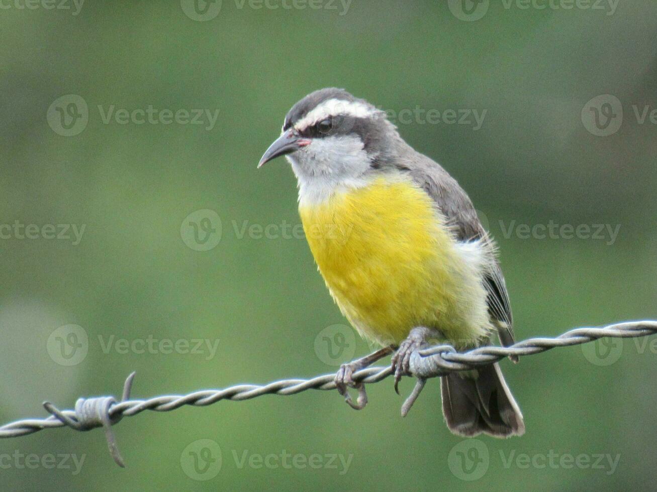 cambacica nicht ich wissenschaftlich coereba Flaveola Bananenquit foto