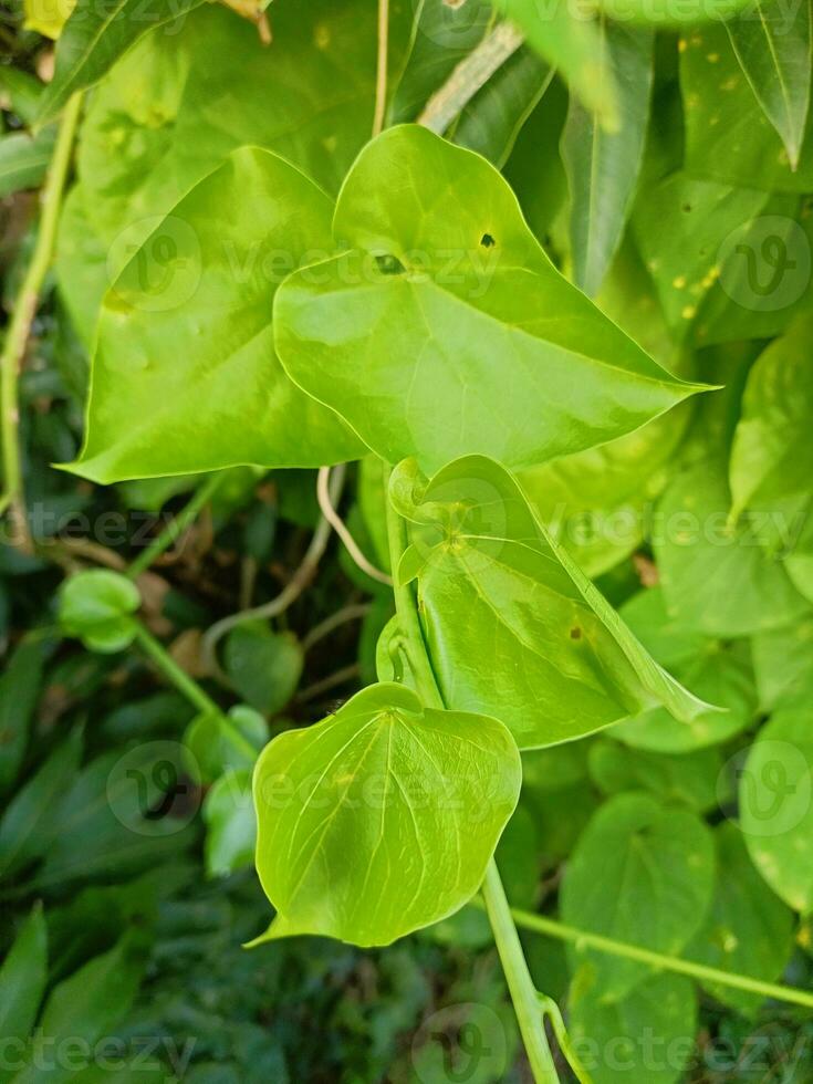 schließen oben von Grün Blatt foto