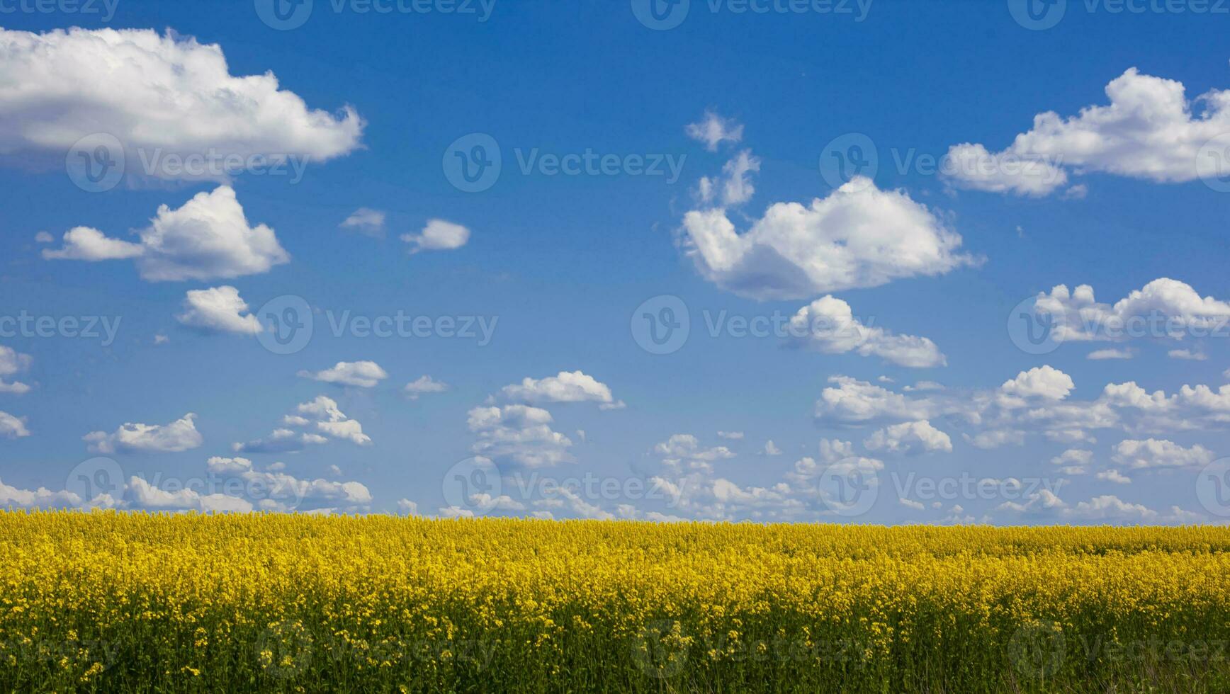 Felder von Gelb Ölsaaten vergewaltigen Raps weht im das Wind im Irland Farben von Ukraine Flagge. foto