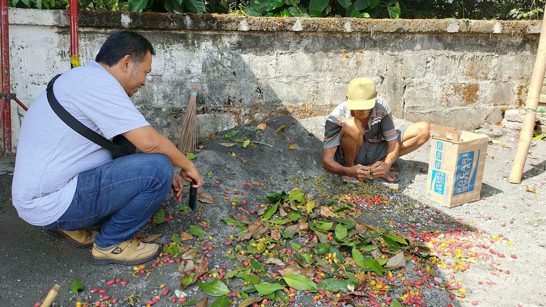 zwei Männer sind Sortierung das Ernte von Gnetum gnemon oder melinjo Obst im indonesisch und Putten Sie in Boxen. melinjo Obst können Sein verarbeitet in Chips foto