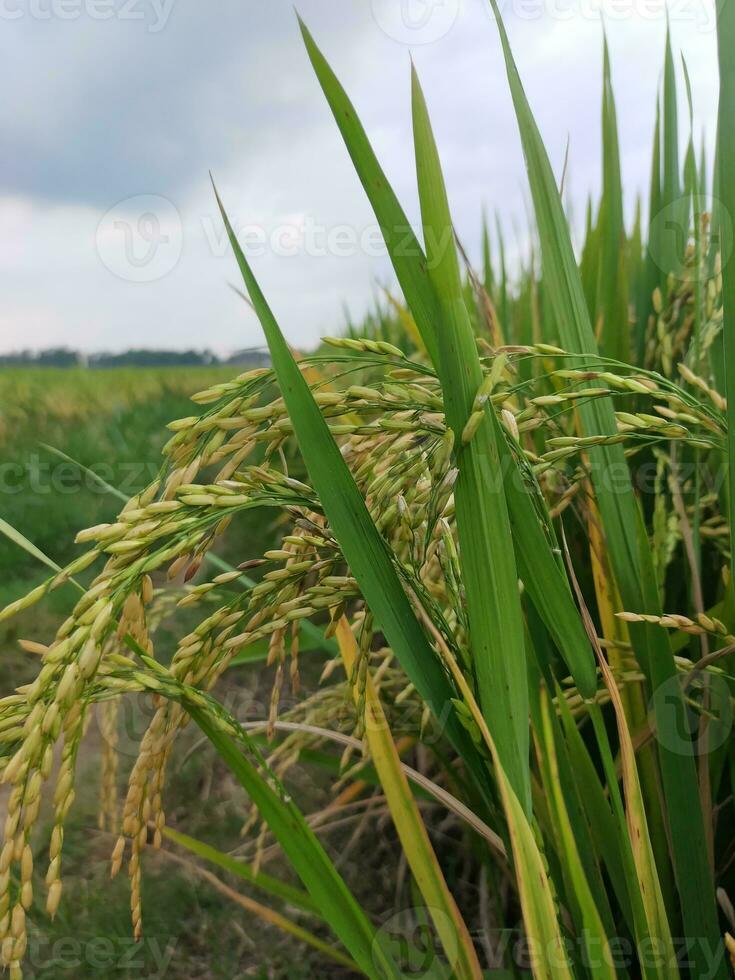 Reis Pflanzen wachsend im ein Feld foto