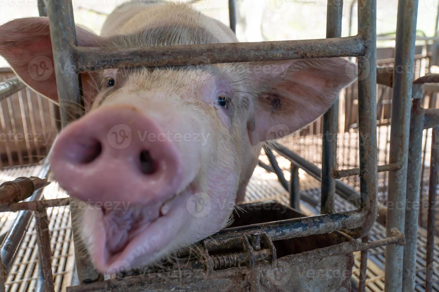 Nahaufnahme von Zuchtschweinen in einem Käfig auf dem Bauernhof selektiver Fokus weicher Fokus foto