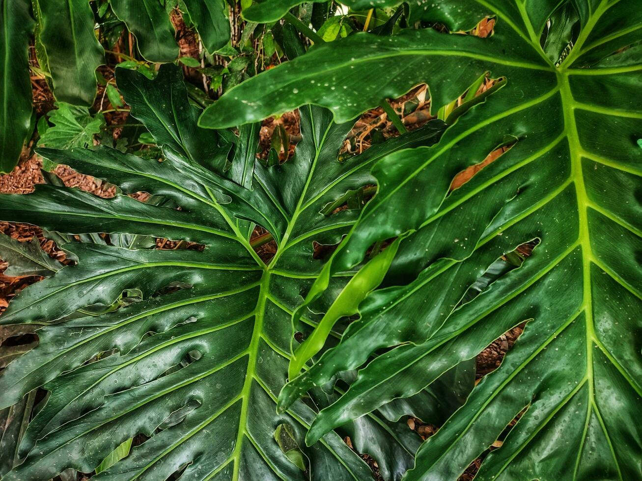 Natur Hintergrund Konzept von Grün Blätter. foto