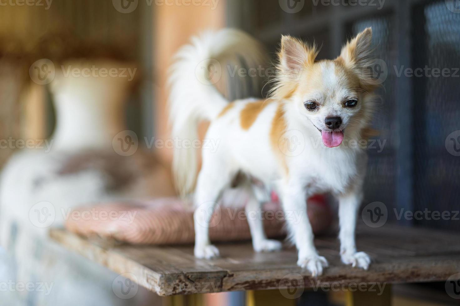 Langhaar-Chihuahua-Hund auf dem Tisch foto