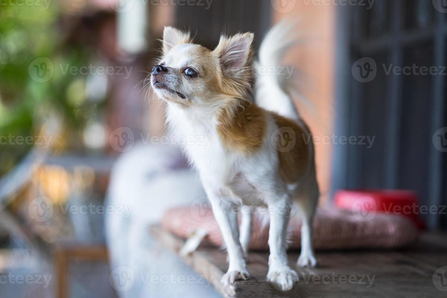 Langhaar-Chihuahua-Hund auf dem Tisch foto
