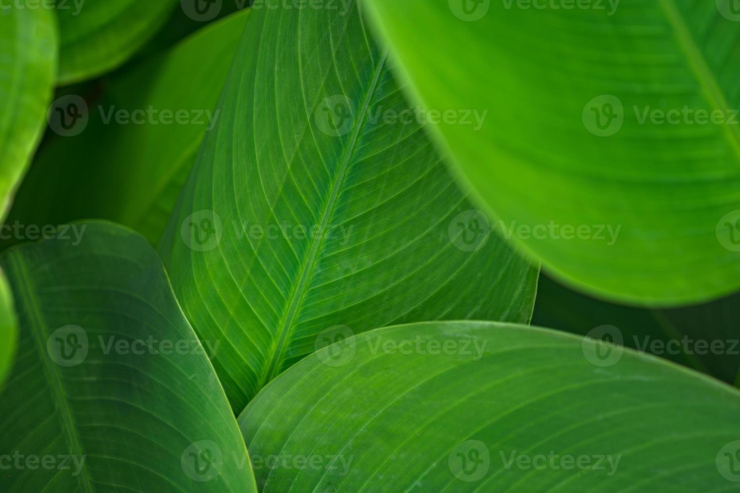 verlässt grünes dunkles Blatt im natürlichen tropischen Waldhintergrund foto