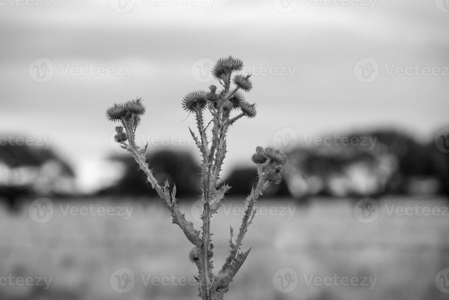 schwarz und Weiß fotografieren von ein Pflanze im das Feld foto
