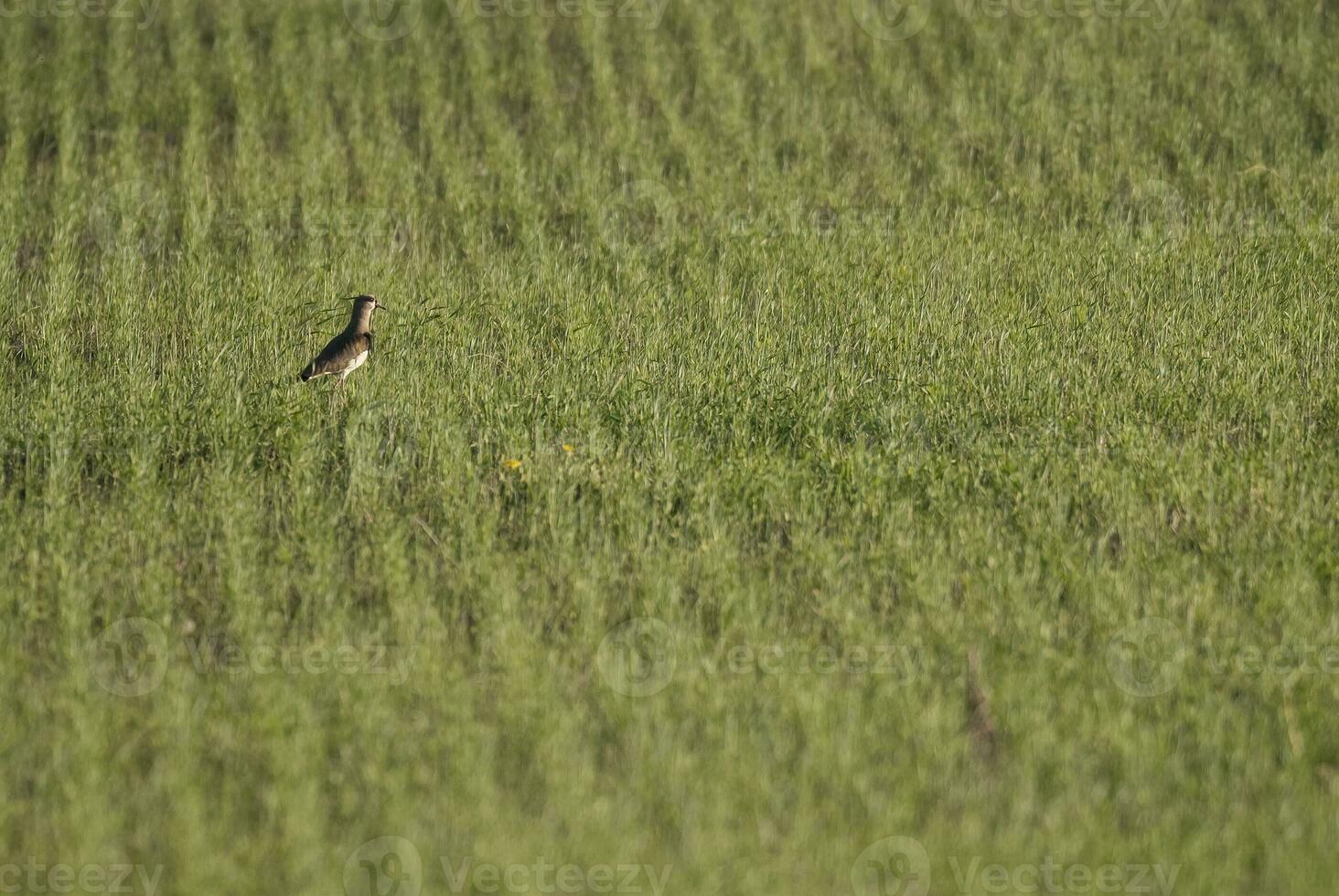 ein Vogel ist Stehen im ein Feld von hoch Gras foto