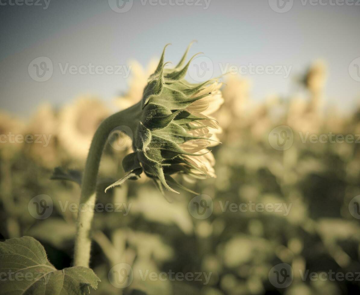 ein Sonnenblume im ein Feld foto