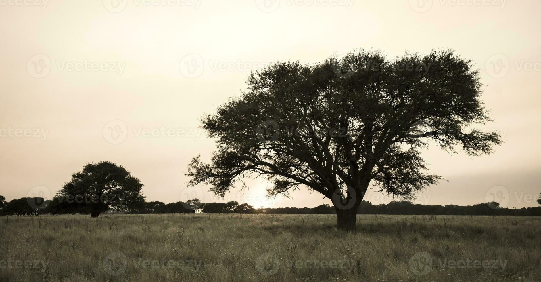 ein Feld mit Bäume und Gras im das Hintergrund foto