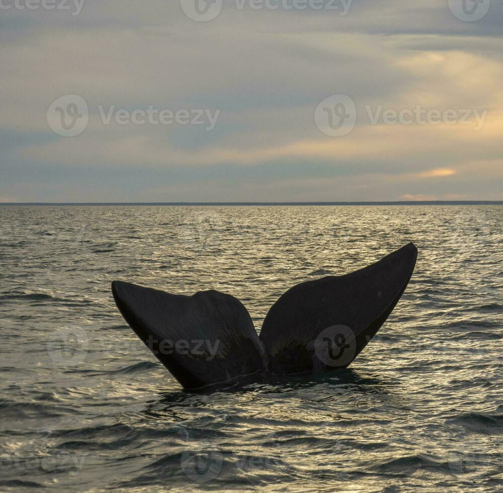 groß Wal im das Wasser foto